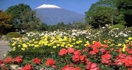 富士山とバラ園